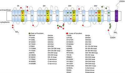 SCN5A Variants: Association With Cardiac Disorders